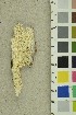  ( - O-F-254171)  @11 [ ] CreativeCommons - Attribution Non-Commercial Share-Alike (2018) Unspecified University of Oslo, Natural History Museum