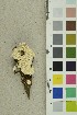  ( - O-F-254186)  @11 [ ] CreativeCommons - Attribution Non-Commercial Share-Alike (2018) Unspecified University of Oslo, Natural History Museum