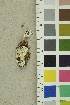  (Antrodia gossypium - O-F-254187)  @11 [ ] CreativeCommons - Attribution Non-Commercial Share-Alike (2018) Unspecified University of Oslo, Natural History Museum