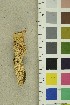  (Butyrea - O-F-254191)  @11 [ ] CreativeCommons - Attribution Non-Commercial Share-Alike (2018) Unspecified University of Oslo, Natural History Museum