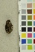  (Phellinus chrysoloma - O-F-254198)  @11 [ ] CreativeCommons - Attribution Non-Commercial Share-Alike (2018) Unspecified University of Oslo, Natural History Museum