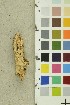  (Physisporinus vitreus - O-F-254203)  @11 [ ] CreativeCommons - Attribution Non-Commercial Share-Alike (2018) Unspecified University of Oslo, Natural History Museum