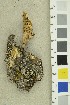  (Postia ceriflua - O-F-254212)  @11 [ ] CreativeCommons - Attribution Non-Commercial Share-Alike (2018) Unspecified University of Oslo, Natural History Museum
