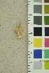  (Spongiporus - O-F-254213)  @11 [ ] CreativeCommons - Attribution Non-Commercial Share-Alike (2018) Unspecified University of Oslo, Natural History Museum