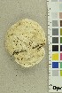 ( - O-F-254215)  @11 [ ] CreativeCommons - Attribution Non-Commercial Share-Alike (2018) Unspecified University of Oslo, Natural History Museum