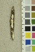  ( - O-F-254216)  @11 [ ] CreativeCommons - Attribution Non-Commercial Share-Alike (2018) Unspecified University of Oslo, Natural History Museum
