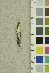  (Cystidiopostia - O-F-254217)  @11 [ ] CreativeCommons - Attribution Non-Commercial Share-Alike (2018) Unspecified University of Oslo, Natural History Museum