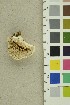 (Amaropostia - O-F-254227)  @11 [ ] CreativeCommons - Attribution Non-Commercial Share-Alike (2018) Unspecified University of Oslo, Natural History Museum