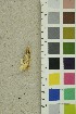  ( - O-F-254241)  @11 [ ] CreativeCommons - Attribution Non-Commercial Share-Alike (2018) Unspecified University of Oslo, Natural History Museum