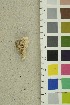  ( - O-F-254242)  @11 [ ] CreativeCommons - Attribution Non-Commercial Share-Alike (2018) Unspecified University of Oslo, Natural History Museum