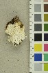  (Skeletocutis biguttulata - O-F-254243)  @11 [ ] CreativeCommons - Attribution Non-Commercial Share-Alike (2018) Unspecified University of Oslo, Natural History Museum