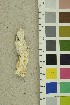  (Skeletocutis borealis - O-F-254246)  @11 [ ] CreativeCommons - Attribution Non-Commercial Share-Alike (2018) Unspecified University of Oslo, Natural History Museum