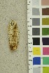  ( - O-F-254247)  @11 [ ] CreativeCommons - Attribution Non-Commercial Share-Alike (2018) Unspecified University of Oslo, Natural History Museum