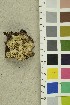  ( - O-F-254248)  @11 [ ] CreativeCommons - Attribution Non-Commercial Share-Alike (2018) Unspecified University of Oslo, Natural History Museum