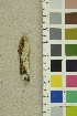  ( - O-F-254249)  @11 [ ] CreativeCommons - Attribution Non-Commercial Share-Alike (2018) Unspecified University of Oslo, Natural History Museum