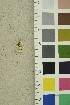  (Skeletocutis carneogrisea - O-F-254250)  @11 [ ] CreativeCommons - Attribution Non-Commercial Share-Alike (2018) Unspecified University of Oslo, Natural History Museum