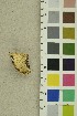  ( - O-F-254254)  @11 [ ] CreativeCommons - Attribution Non-Commercial Share-Alike (2018) Unspecified University of Oslo, Natural History Museum