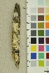  ( - O-F-254256)  @11 [ ] CreativeCommons - Attribution Non-Commercial Share-Alike (2018) Unspecified University of Oslo, Natural History Museum