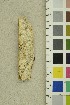  (Skeletocutis exilis - O-F-254257)  @11 [ ] CreativeCommons - Attribution Non-Commercial Share-Alike (2018) Unspecified University of Oslo, Natural History Museum