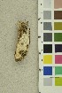  (Skeletocutis jelicii - O-F-254260)  @11 [ ] CreativeCommons - Attribution Non-Commercial Share-Alike (2018) Unspecified University of Oslo, Natural History Museum