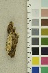  ( - O-F-254262)  @11 [ ] CreativeCommons - Attribution Non-Commercial Share-Alike (2018) Unspecified University of Oslo, Natural History Museum