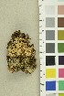  ( - O-F-254263)  @11 [ ] CreativeCommons - Attribution Non-Commercial Share-Alike (2018) Unspecified University of Oslo, Natural History Museum