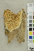  ( - O-F-254264)  @11 [ ] CreativeCommons - Attribution Non-Commercial Share-Alike (2018) Unspecified University of Oslo, Natural History Museum