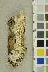  ( - O-F-254271)  @11 [ ] CreativeCommons - Attribution Non-Commercial Share-Alike (2018) Unspecified University of Oslo, Natural History Museum