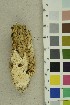  ( - O-F-254272)  @11 [ ] CreativeCommons - Attribution Non-Commercial Share-Alike (2018) Unspecified University of Oslo, Natural History Museum