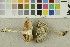  ( - O-F-254461)  @11 [ ] CreativeCommons - Attribution Non-Commercial Share-Alike (2018) Unspecified University of Oslo, Natural History Museum