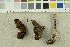  ( - O-F-254468)  @11 [ ] CreativeCommons - Attribution Non-Commercial Share-Alike (2018) Unspecified University of Oslo, Natural History Museum