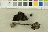  ( - O-F-254479)  @11 [ ] CreativeCommons - Attribution Non-Commercial Share-Alike (2018) Unspecified University of Oslo, Natural History Museum