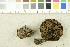  ( - O-F-254480)  @11 [ ] CreativeCommons - Attribution Non-Commercial Share-Alike (2018) Unspecified University of Oslo, Natural History Museum