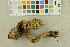  ( - O-F-254489)  @11 [ ] CreativeCommons - Attribution Non-Commercial Share-Alike (2018) Unspecified University of Oslo, Natural History Museum