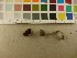  ( - O-F-254596)  @11 [ ] CreativeCommons - Attribution Non-Commercial Share-Alike (2019) Unspecified University of Oslo, Natural History Museum