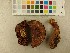  ( - O-F-255006)  @11 [ ] CreativeCommons - Attribution Non-Commercial Share-Alike (2019) Unspecified University of Oslo, Natural History Museum