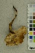  ( - O-F-255637)  @11 [ ] CreativeCommons - Attribution Non-Commercial Share-Alike (2019) Unspecified University of Oslo, Natural History Museum