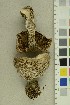  ( - O-F-255641)  @11 [ ] CreativeCommons - Attribution Non-Commercial Share-Alike (2019) Unspecified University of Oslo, Natural History Museum