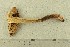  ( - O-F-256673)  @11 [ ] CreativeCommons - Attribution Non-Commercial Share-Alike (2019) Unspecified University of Oslo, Natural History Museum