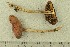  ( - O-F-256677)  @11 [ ] CreativeCommons - Attribution Non-Commercial Share-Alike (2019) Unspecified University of Oslo, Natural History Museum