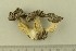  ( - O-F-256681)  @11 [ ] CreativeCommons - Attribution Non-Commercial Share-Alike (2019) Unspecified University of Oslo, Natural History Museum