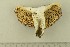  (Russula integra - O-F-256683)  @11 [ ] CreativeCommons - Attribution Non-Commercial Share-Alike (2019) Unspecified University of Oslo, Natural History Museum