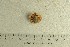  ( - O-F-258110)  @11 [ ] by-nc-sa (2021) Unspecified University of Oslo, Natural History Museum