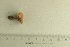  ( - O-F-258110)  @11 [ ] by-nc-sa (2021) Unspecified University of Oslo, Natural History Museum