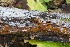  ( - O-F-258588)  @11 [ ] by-nc-sa (2021) Unspecified University of Oslo, Natural History Museum