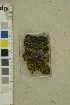  (Scutellinia macrospora - O-F-258989)  @11 [ ] by-nc-sa (2023) Unspecified University of Oslo, Natural History Museum