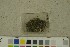 (Geopora tenuis - O-F-258994)  @11 [ ] by-nc-sa (2023) Unspecified University of Oslo, Natural History Museum