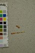  ( - O-F-259278)  @11 [ ] by-nc-sa (2025) Unspecified University of Oslo, Natural History Museum
