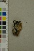  ( - O-F-259280)  @11 [ ] by-nc-sa (2025) Unspecified University of Oslo, Natural History Museum