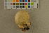  ( - O-F-260503)  @11 [ ] CreativeCommons - Attribution Non-Commercial Share-Alike (2017) Unspecified University of Oslo, Natural History Museum